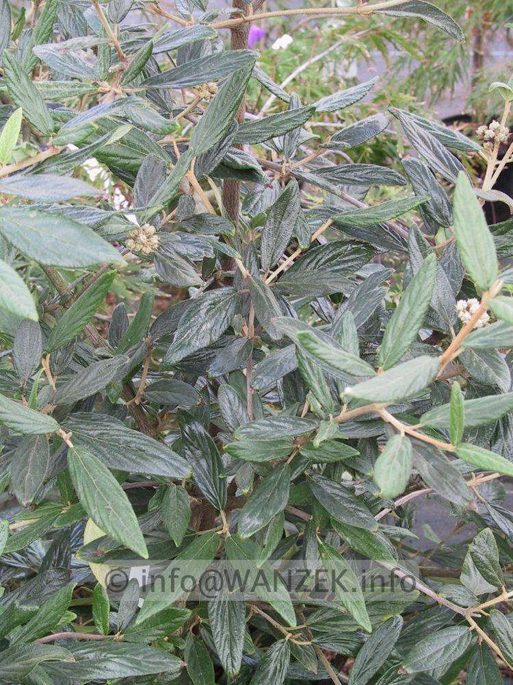 Viburnum pragense 01.jpg